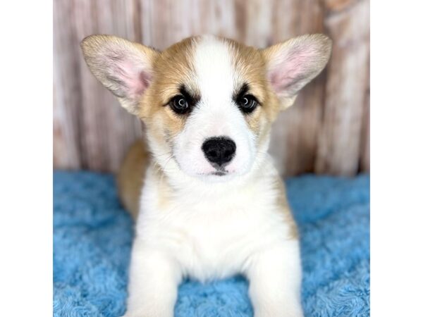 Pembroke Welsh Corgi DOG Male Red / White 8638 Petland Dayton, Ohio