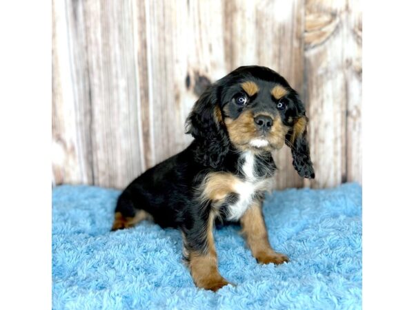 Cavalier King Charles Spaniel-DOG-Male-Tri-Colored-8637-Petland Dayton, Ohio