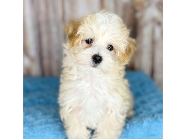 Maltipoo-DOG-Male-Buff / White-8643-Petland Dayton, Ohio