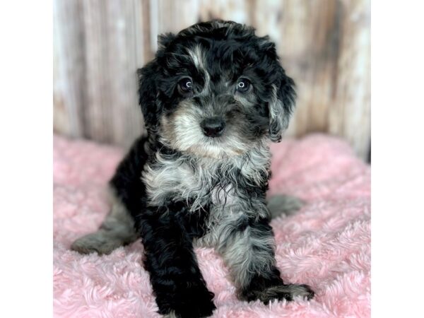 Cavapoo DOG Female Merle 8642 Petland Dayton, Ohio