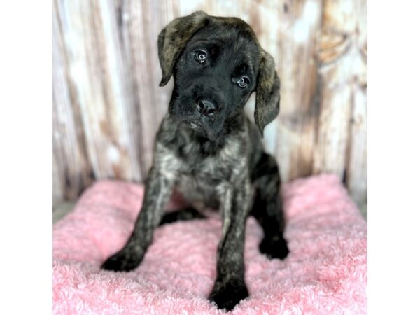 English Mastiff DOG Female Brindle 8662 Petland Dayton, Ohio