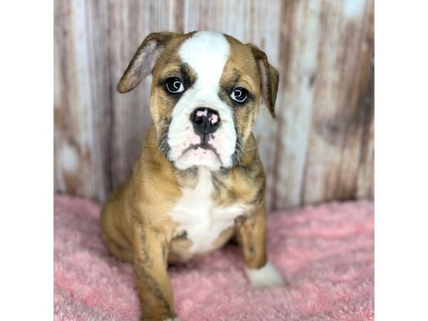 Mini Bulldog DOG Female Brindle/White 8661 Petland Dayton, Ohio