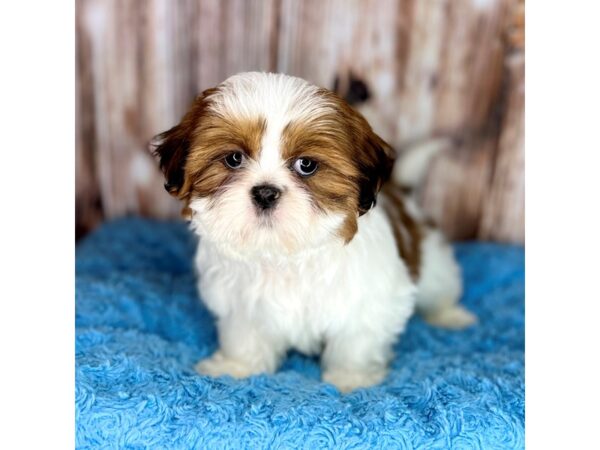 Shih Tzu DOG Male Brown/White 8660 Petland Dayton, Ohio