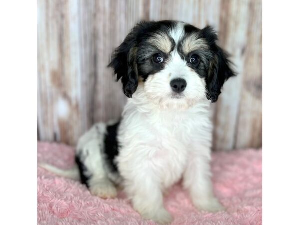 Black and best sale white cavachon puppies