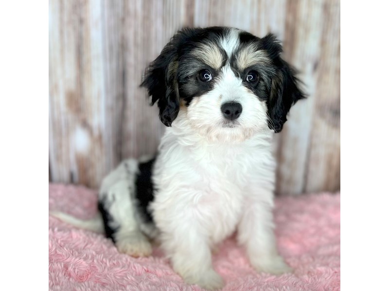 Cavachon Puppy Black White ID 8659 Located at Petland Dayton Ohio