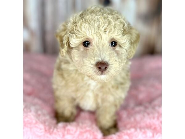 Bichapoo-DOG-Female-Buff-8658-Petland Dayton, Ohio