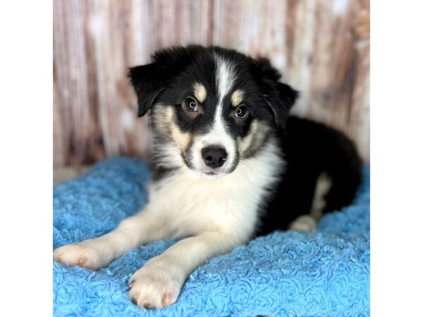 Miniature Australian Shepherd DOG Male Black 8657 Petland Dayton, Ohio