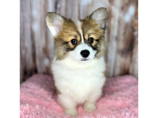 Pembroke Welsh Corgi-DOG-Female-Red-8656-Petland Dayton, Ohio