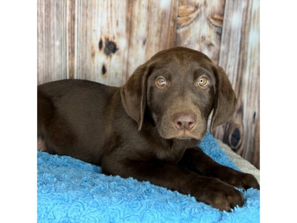 Labrador Retriever DOG Male Chocolate 8655 Petland Dayton, Ohio