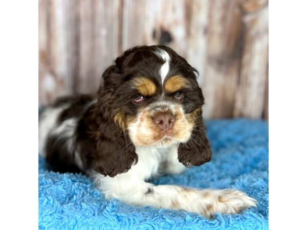 Cocker Spaniel DOG Male Brown / Tan 8653 Petland Dayton, Ohio