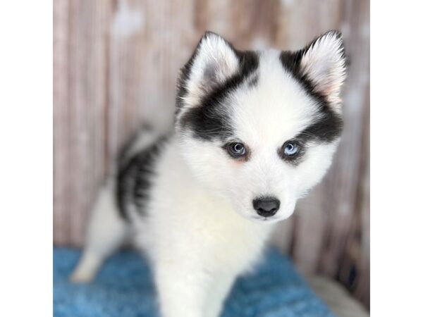 Pomsky DOG Male blk/wht 8645 Petland Dayton, Ohio