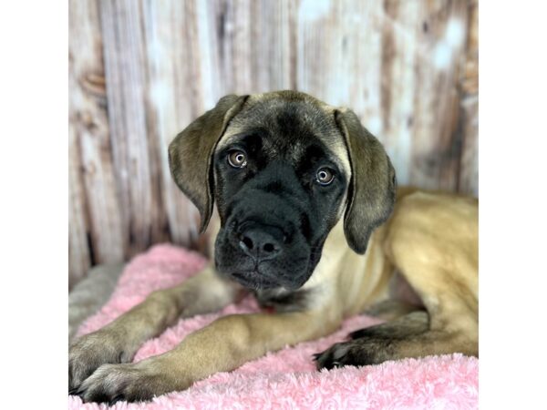 Mastiff-DOG-Female-Fawn-8622-Petland Dayton, Ohio