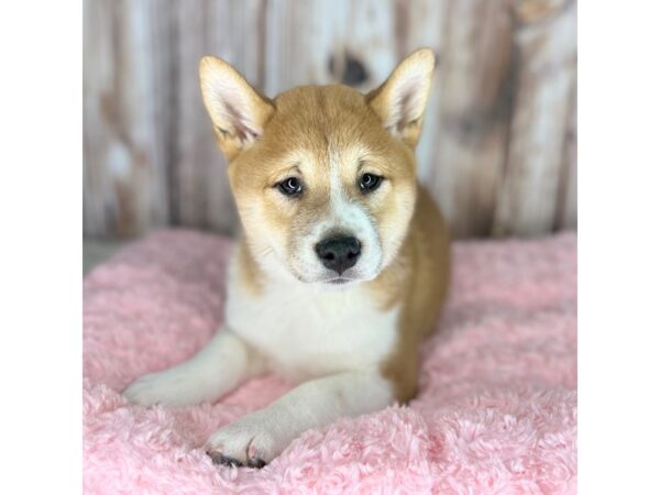 Shiba Inu-DOG-Female-Red-8671-Petland Dayton, Ohio