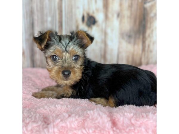 Yorkshire Terrier DOG Female Black / Tan 8667 Petland Dayton, Ohio