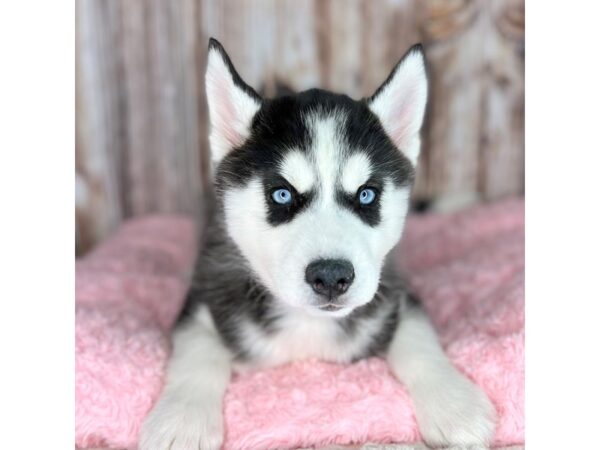 Siberian Husky DOG Female Black / White 8666 Petland Dayton, Ohio