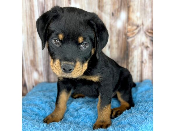 Rottweiler DOG Male Black / Rust 8665 Petland Dayton, Ohio