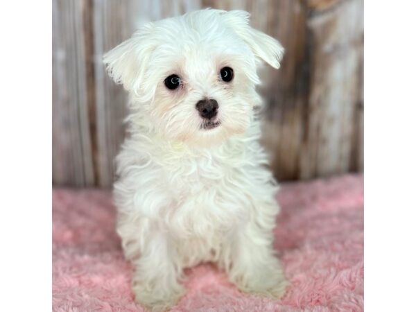 Maltese DOG Female White 8664 Petland Dayton, Ohio