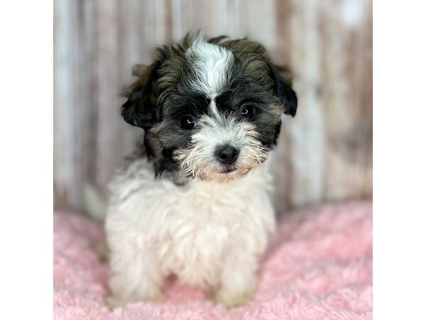 Teddy Bear-DOG-Female-Tri-8674-Petland Dayton, Ohio