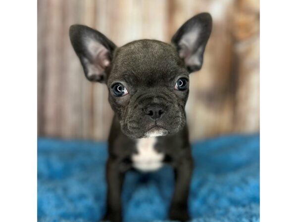 Frenchton DOG Male Blue 8673 Petland Dayton, Ohio