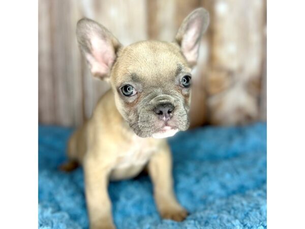 French Bulldog DOG Female Blue Fawn 8689 Petland Dayton, Ohio