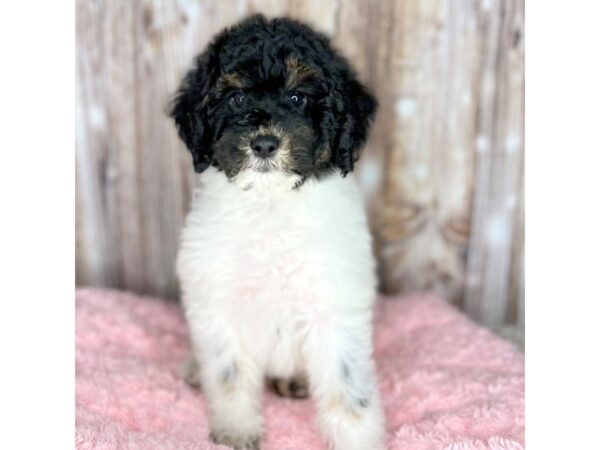 Moyen Poodle DOG Female Tri Colored 8687 Petland Dayton, Ohio