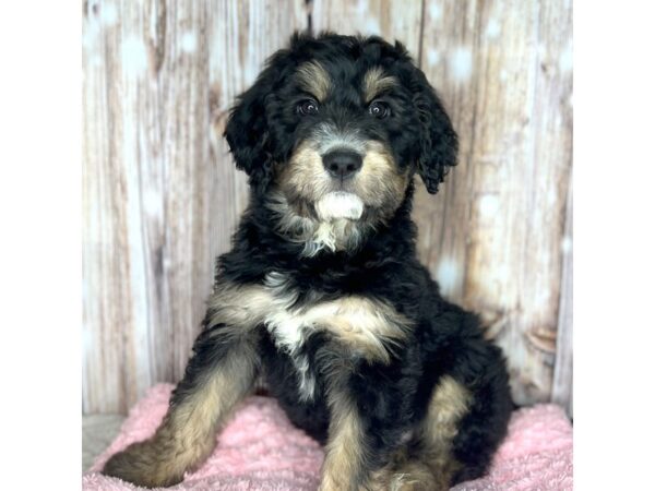 BernieDoodle DOG Female Black & Tan 8686 Petland Dayton, Ohio