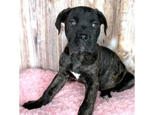 Cane Corso DOG Female Brindle 8685 Petland Dayton, Ohio