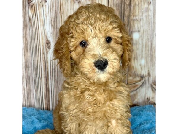 Labradoodle Mini 2nd Gen DOG Male Red 8684 Petland Dayton, Ohio