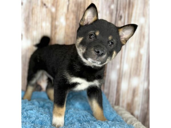 Shiba Inu DOG Male Black / Tan 8683 Petland Dayton, Ohio