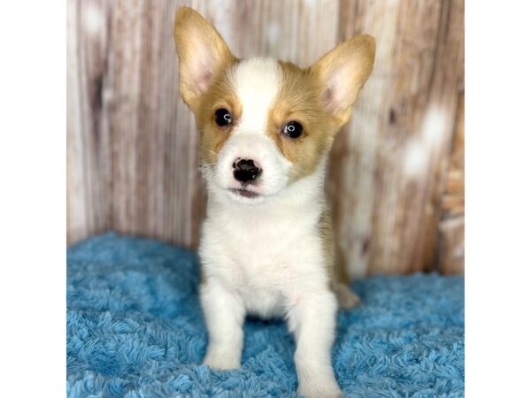 Pembroke Welsh Corgi DOG Male Sable / White 8682 Petland Dayton, Ohio