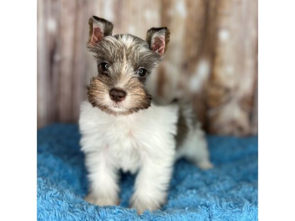 Miniature Schnauzer DOG Male Liver 8680 Petland Dayton, Ohio