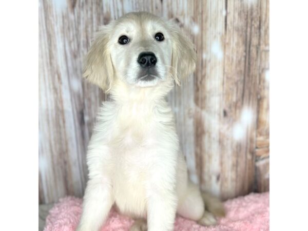 Golden Retriever DOG Male Golden 8679 Petland Dayton, Ohio