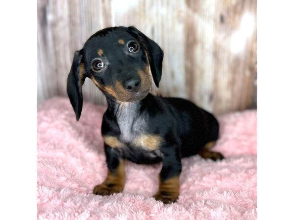 Dachshund DOG Female Black / Tan 8678 Petland Dayton, Ohio