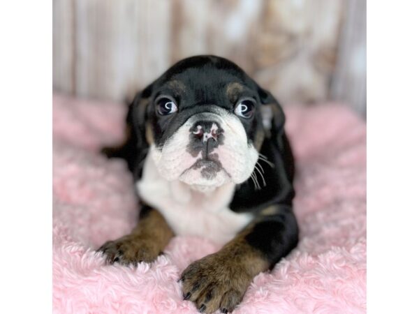 Bulldog-DOG-Female-Black Tan / White-8677-Petland Dayton, Ohio