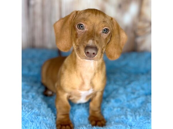 Dachshund-DOG-Male-Red-8654-Petland Dayton, Ohio