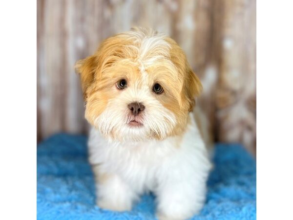 Shih Tzu DOG Male Gold / White 8639 Petland Dayton, Ohio