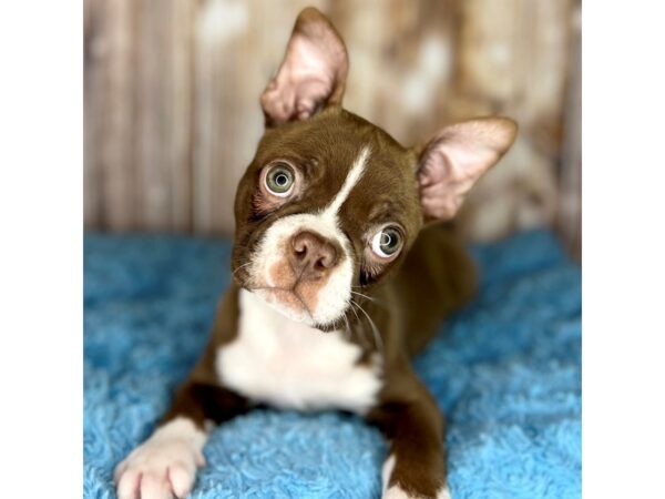 Boston Terrier DOG Male Seal / White 8663 Petland Dayton, Ohio