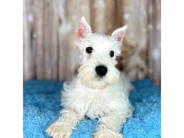 Miniature Schnauzer DOG Male White 8681 Petland Dayton, Ohio