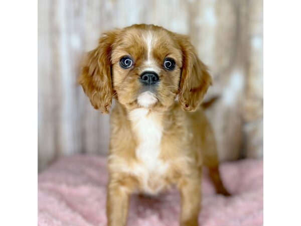 Cavalier King Charles Spaniel DOG Female Ruby 8690 Petland Dayton, Ohio