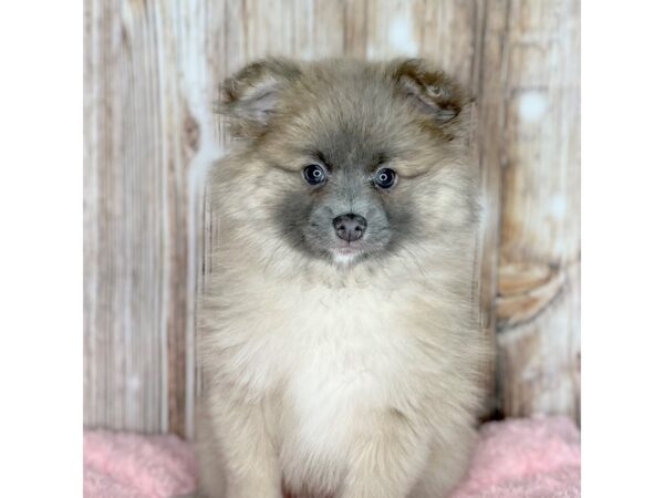 Pomeranian DOG Female Cream Sable 8691 Petland Dayton, Ohio