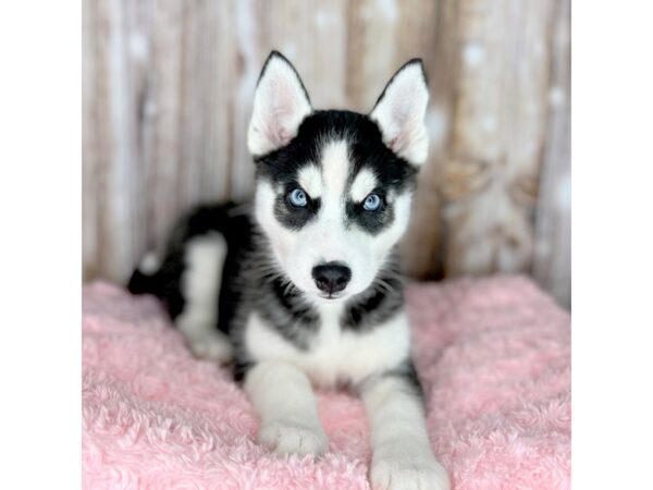 Siberian Husky DOG Female Black / White 8692 Petland Dayton, Ohio