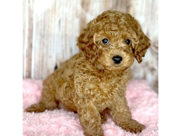 Cock A Poo 2nd Gen DOG Female Red 8694 Petland Dayton, Ohio