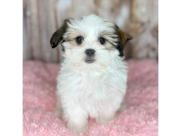 Malshi DOG Female Gold / White 8695 Petland Dayton, Ohio