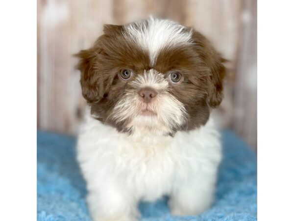 Chocolate shih tzu with green eyes shop