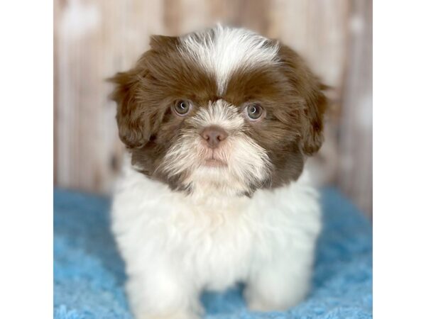 Shih Tzu DOG Male Liver / White 8696 Petland Dayton, Ohio