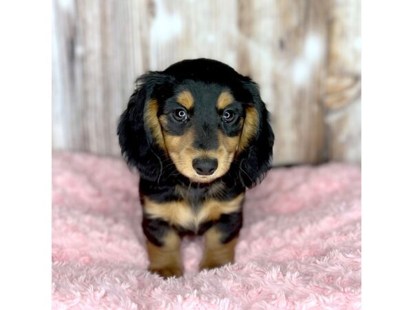 Dachshund-DOG-Female-Black / Tan-8697-Petland Dayton, Ohio