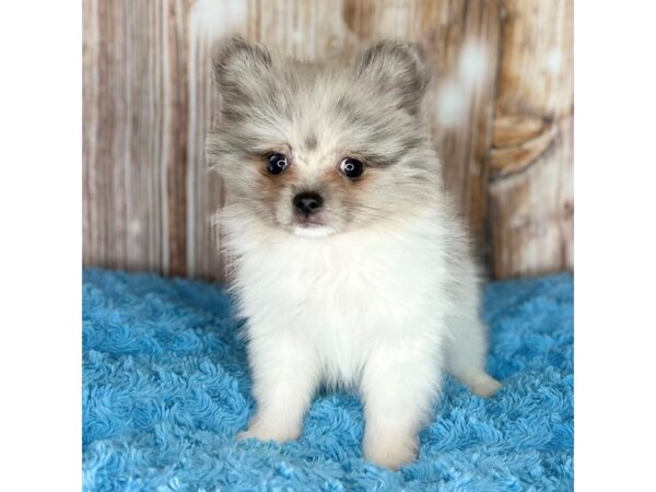 Pomeranian DOG Male Blue Merle 8698 Petland Dayton, Ohio