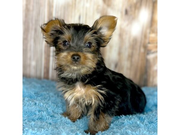 Yorkshire Terrier DOG Male Black / Tan 8699 Petland Dayton, Ohio