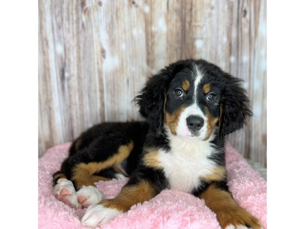 Bernese Mountain Dog DOG Female Tri 8688 Petland Dayton, Ohio