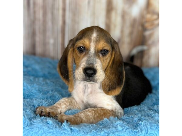 Beagle-DOG-Male-Black White / Tan-8701-Petland Dayton, Ohio